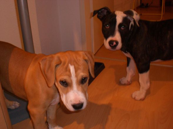 Ares und Leila - 