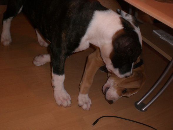 Ares und Leila - 