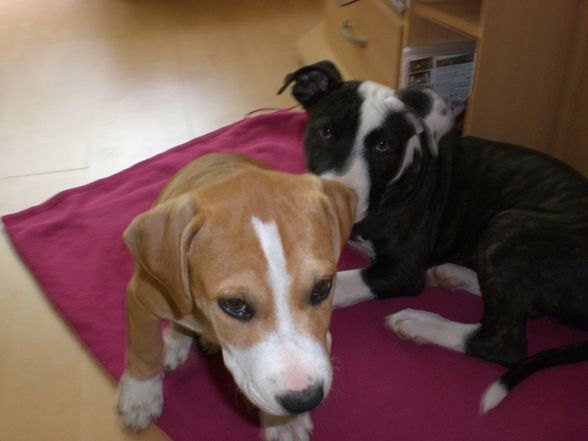 Ares und Leila - 