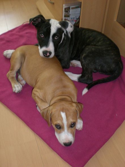 Ares und Leila - 