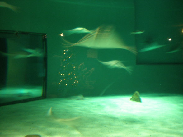 Mystic Aquarium - 