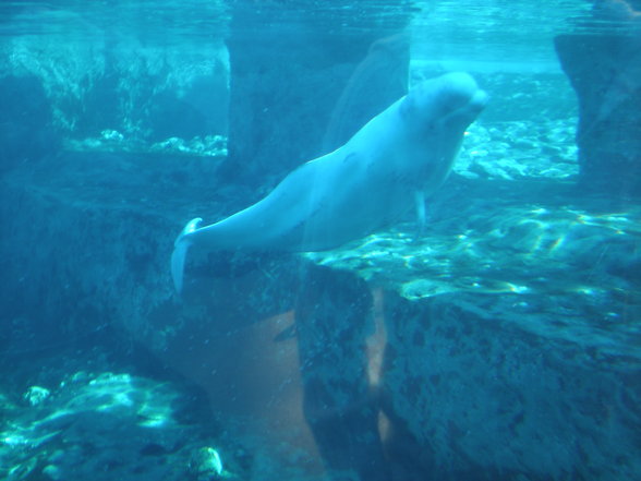 Mystic Aquarium - 