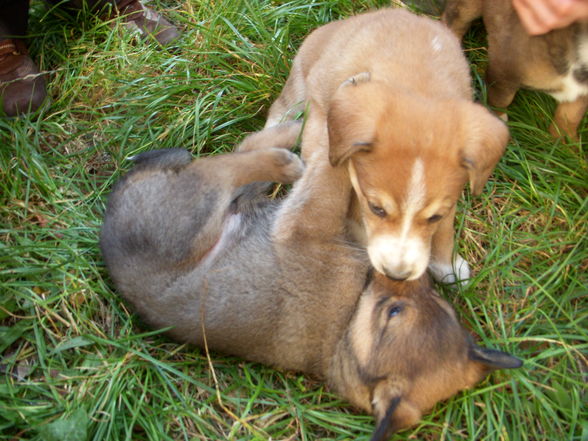 Hunde wollt ihr ewig leben - 