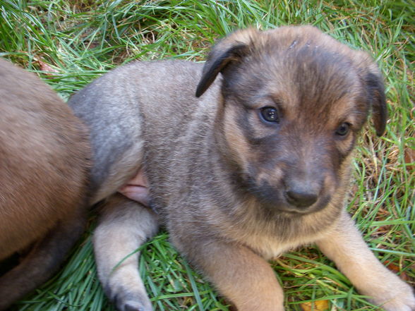 Hunde wollt ihr ewig leben - 