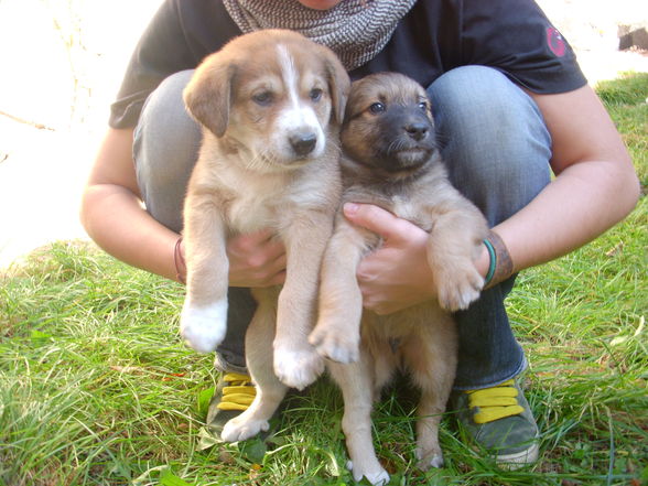 Hunde wollt ihr ewig leben - 