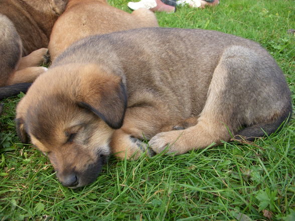 Hunde wollt ihr ewig leben - 