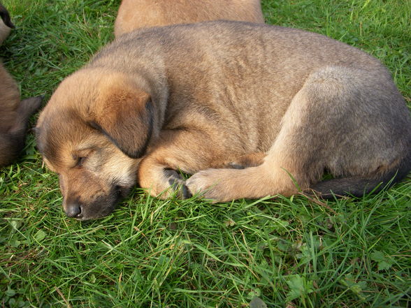 Hunde wollt ihr ewig leben - 