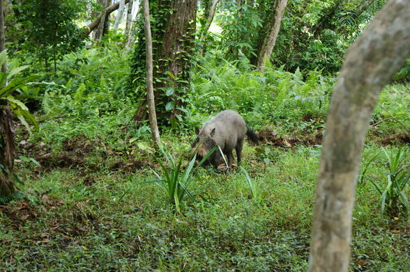 Malaysia und Borneo 2009 - 