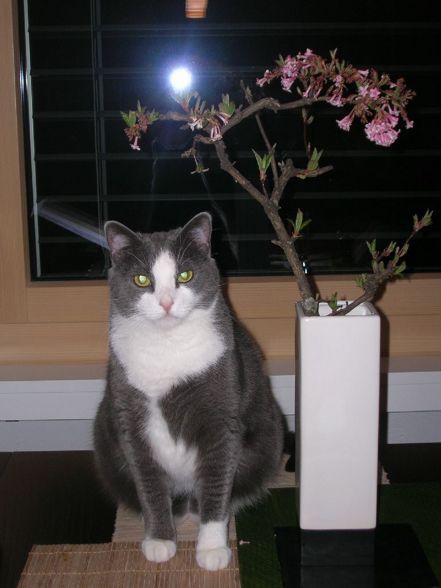 Katze Fredl und Rehbock Hansi (RIP) - 