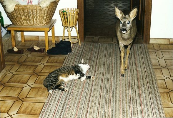 Katze Fredl und Rehbock Hansi (RIP) - 