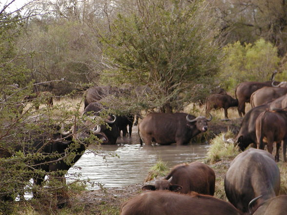 Ngala Private Game Reserve - 