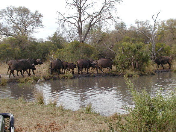 Ngala Private Game Reserve - 