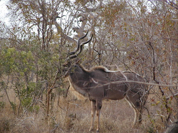 Ngala Private Game Reserve - 