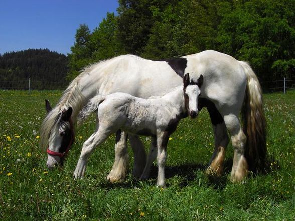 meine große liebe :) - 