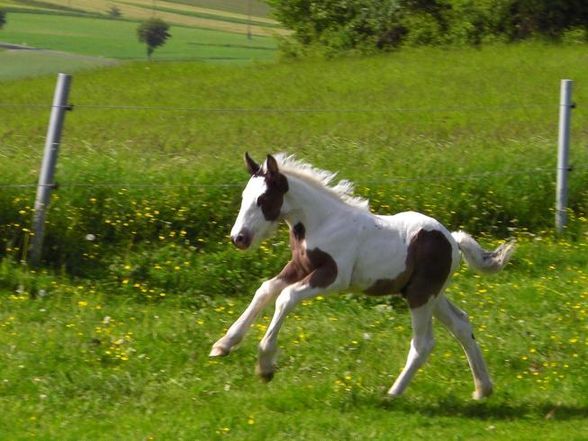 meine große liebe :) - 