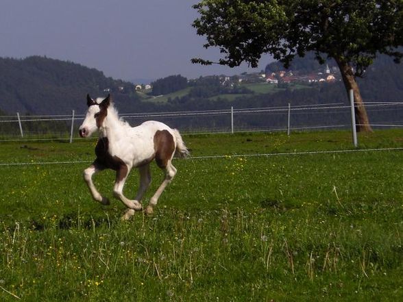 meine große liebe :) - 