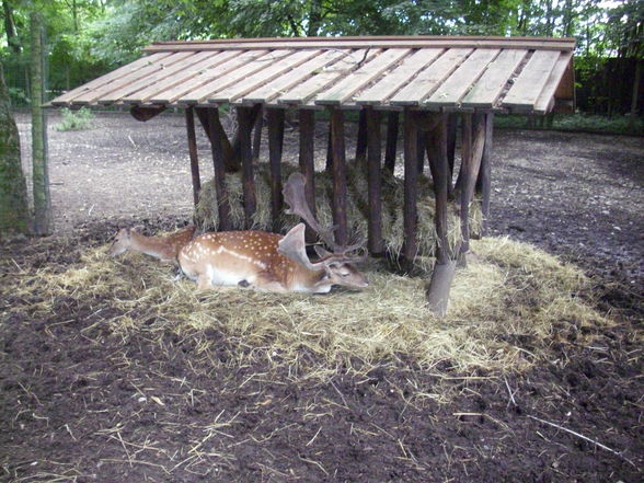 Unser erster Besuch im Tierpark - 