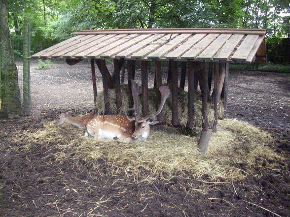 Unser erster Besuch im Tierpark - 