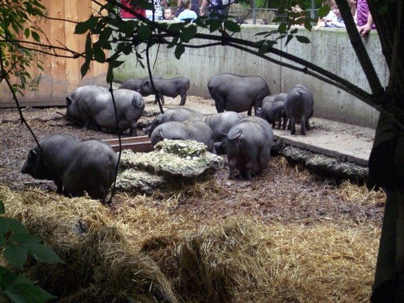 Unser erster Besuch im Tierpark - 