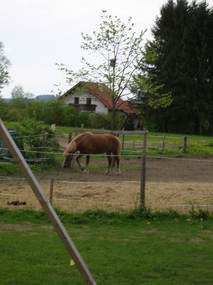 !meine Pferde! - 