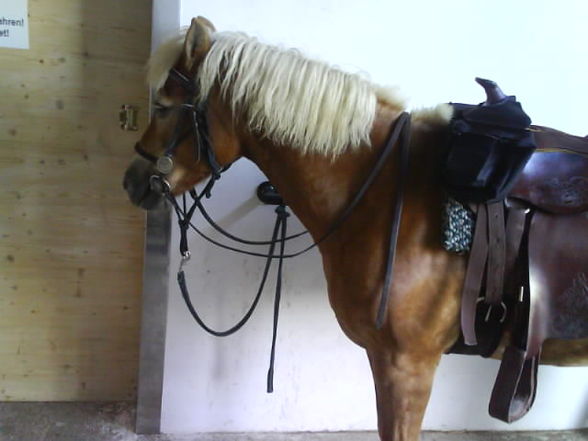 ***   °°°MY HORSE°°°   *** - 