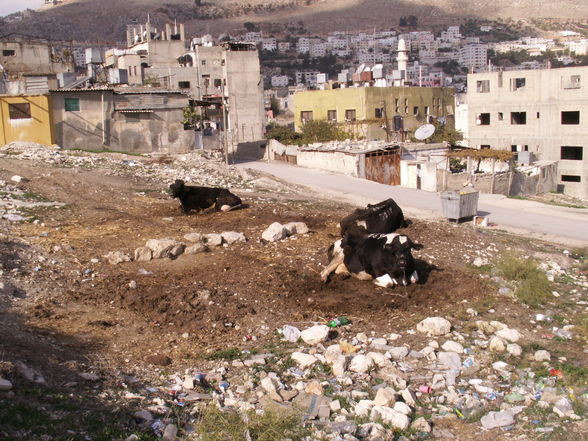 Nablus - 