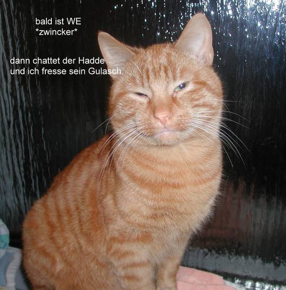 katzen - 