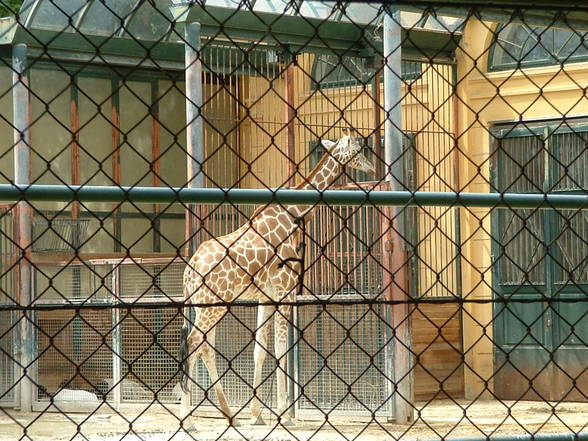 Tierpark Schönbrunn - 