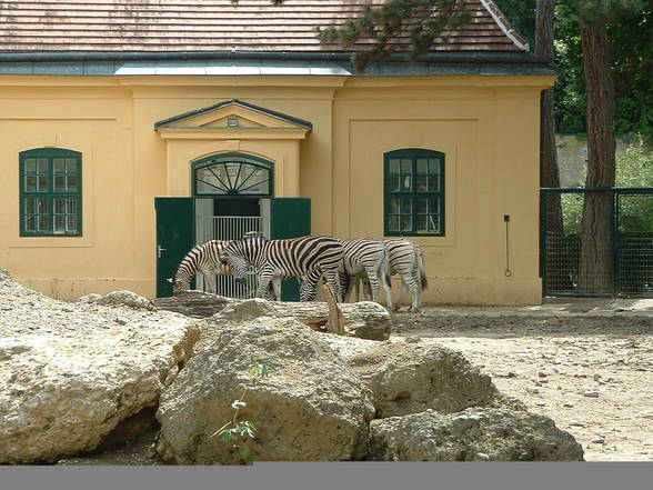 Tierpark Schönbrunn - 