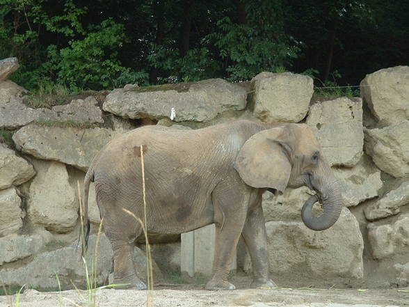 Tierpark Schönbrunn - 