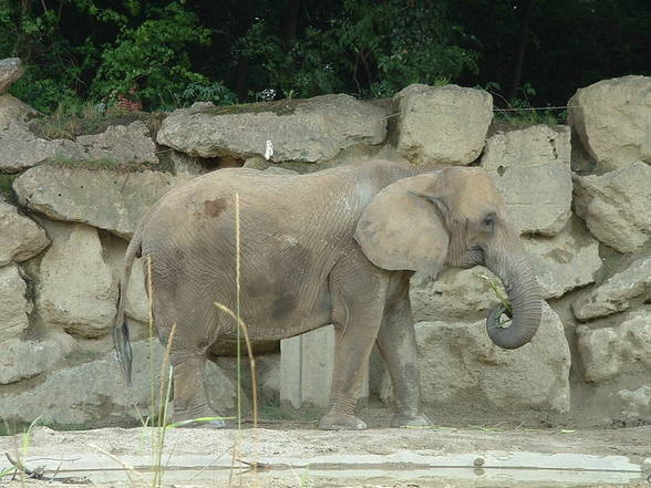 Tierpark Schönbrunn - 