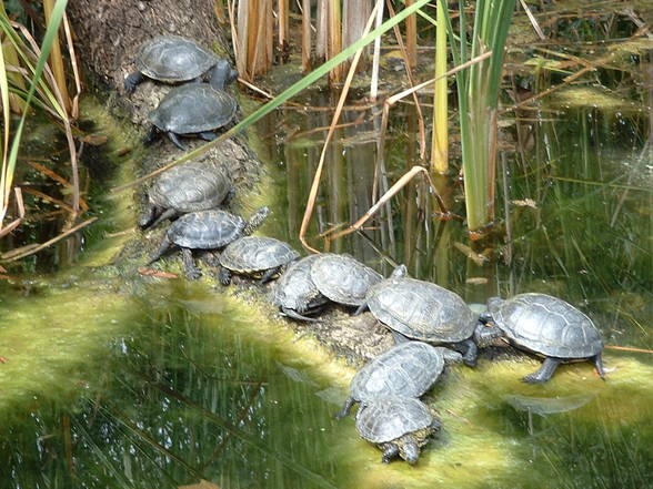 Tierpark Schönbrunn - 