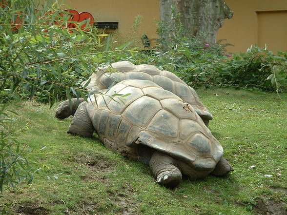 Tierpark Schönbrunn - 