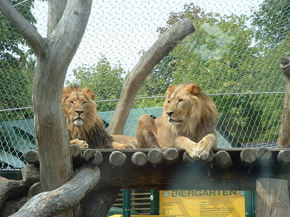 Tierpark Schönbrunn - 