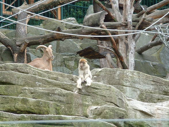 Tierpark Schönbrunn - 