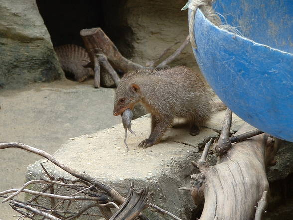 Tierpark Schönbrunn - 