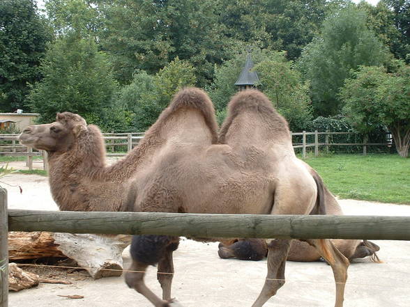 Tierpark Schönbrunn - 