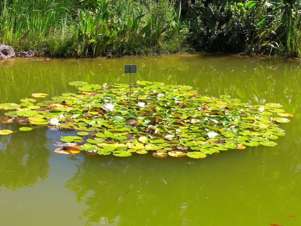 Botanischer Garten ... - 