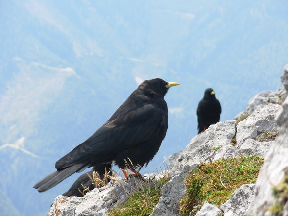 auf de berg bin i gern - 