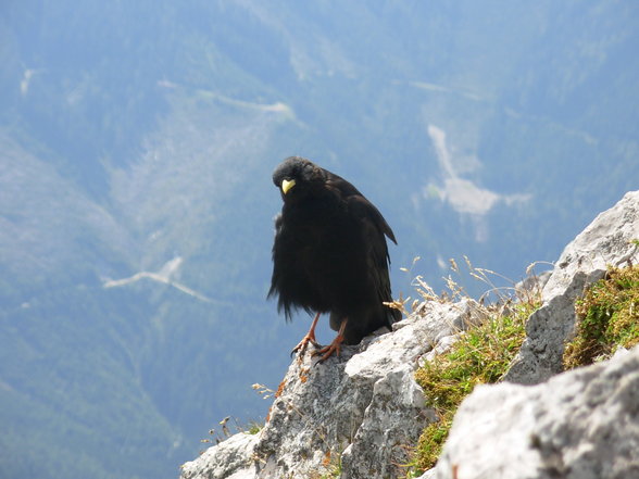 auf de berg bin i gern - 