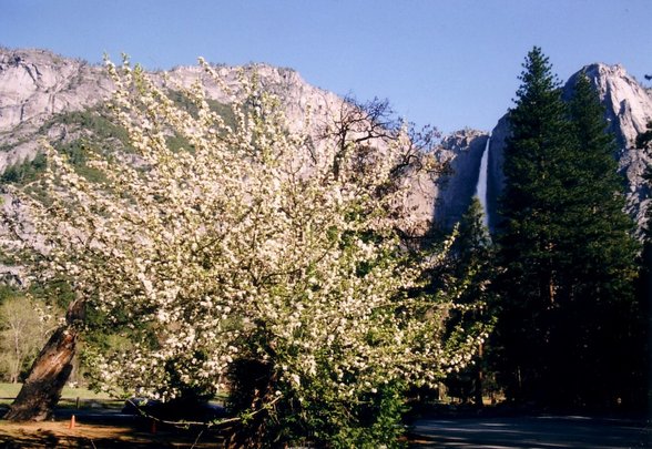 Yosemite National Park - 