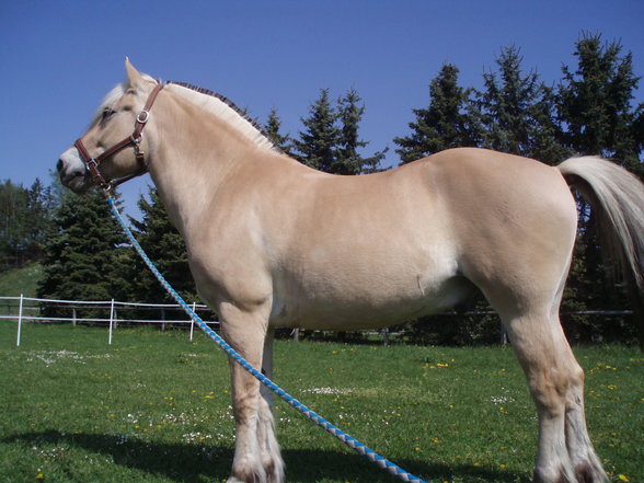 Pony-Springkurs - 