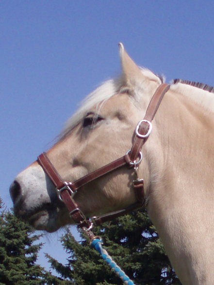 Pony-Springkurs - 