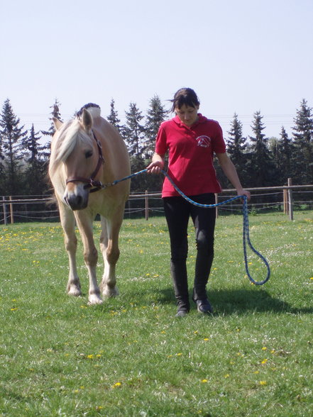 Pony-Springkurs - 