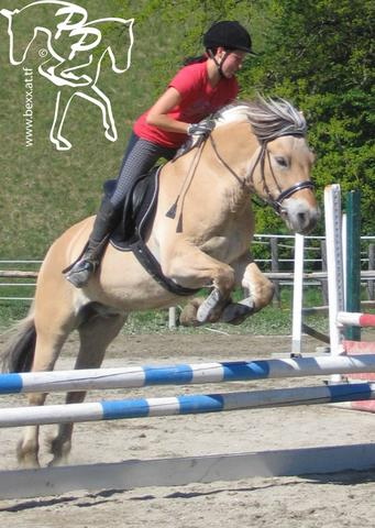 Pony-Springkurs - 