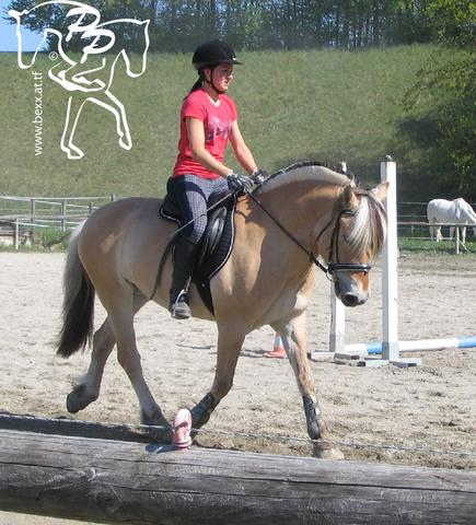 Pony-Springkurs - 