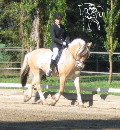 Pony-Springkurs - 