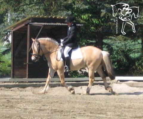 Pony-Springkurs - 