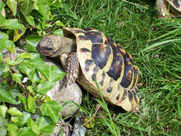 MEINE SCHILDKRÖTEN - 