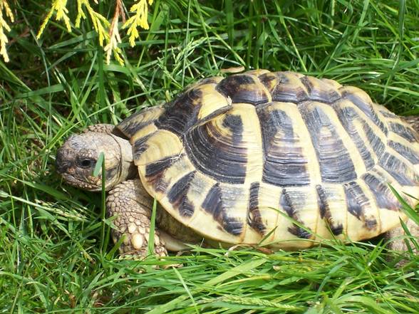 MEINE SCHILDKRÖTEN - 